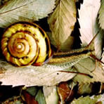i~}C}C